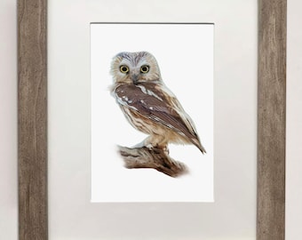 Northern Saw-whet Owl- Detailed Print of Oil Painting