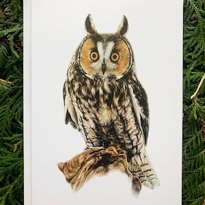 Hibou des marais - Lot de 6 - 5 x 7 pouces cartes de voeux