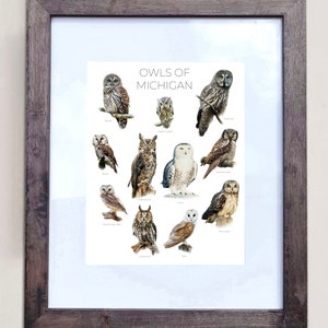 Owls of Michigan- Print of 11 Owl Oil Paintings