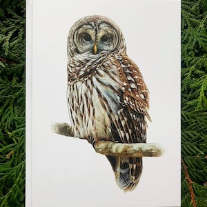 Chouette rayée - Lot de 6 - 5 x 7 pouces cartes de voeux