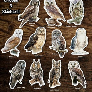Choose Your Own 3 Owl Painting Stickers, Vinyl, Dishwasher Safe
