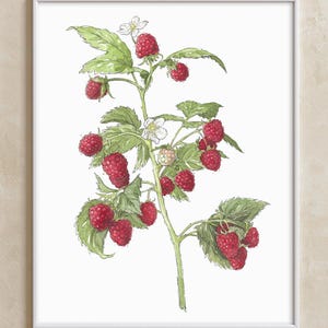 Raspberry Sprig - Fine Art Print of Watercolor Painting