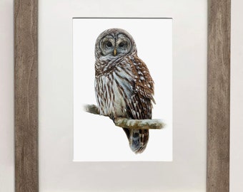 Barred Owl- Detailed Print of Oil Painting