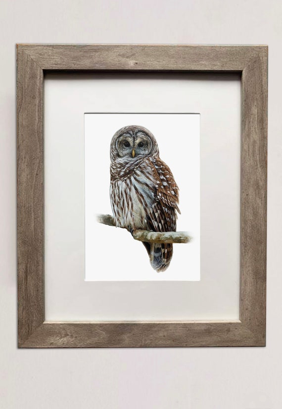 Barred Owl- Detailed Print of Oil Painting