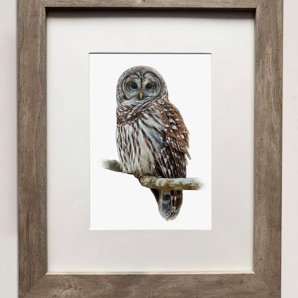 Barred Owl- Detailed Print of Oil Painting