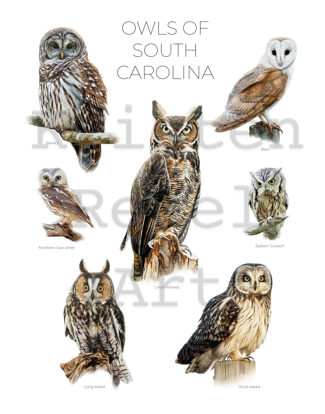 Owls of South Carolina Print of 7 Owl Oil Paintings Etsy