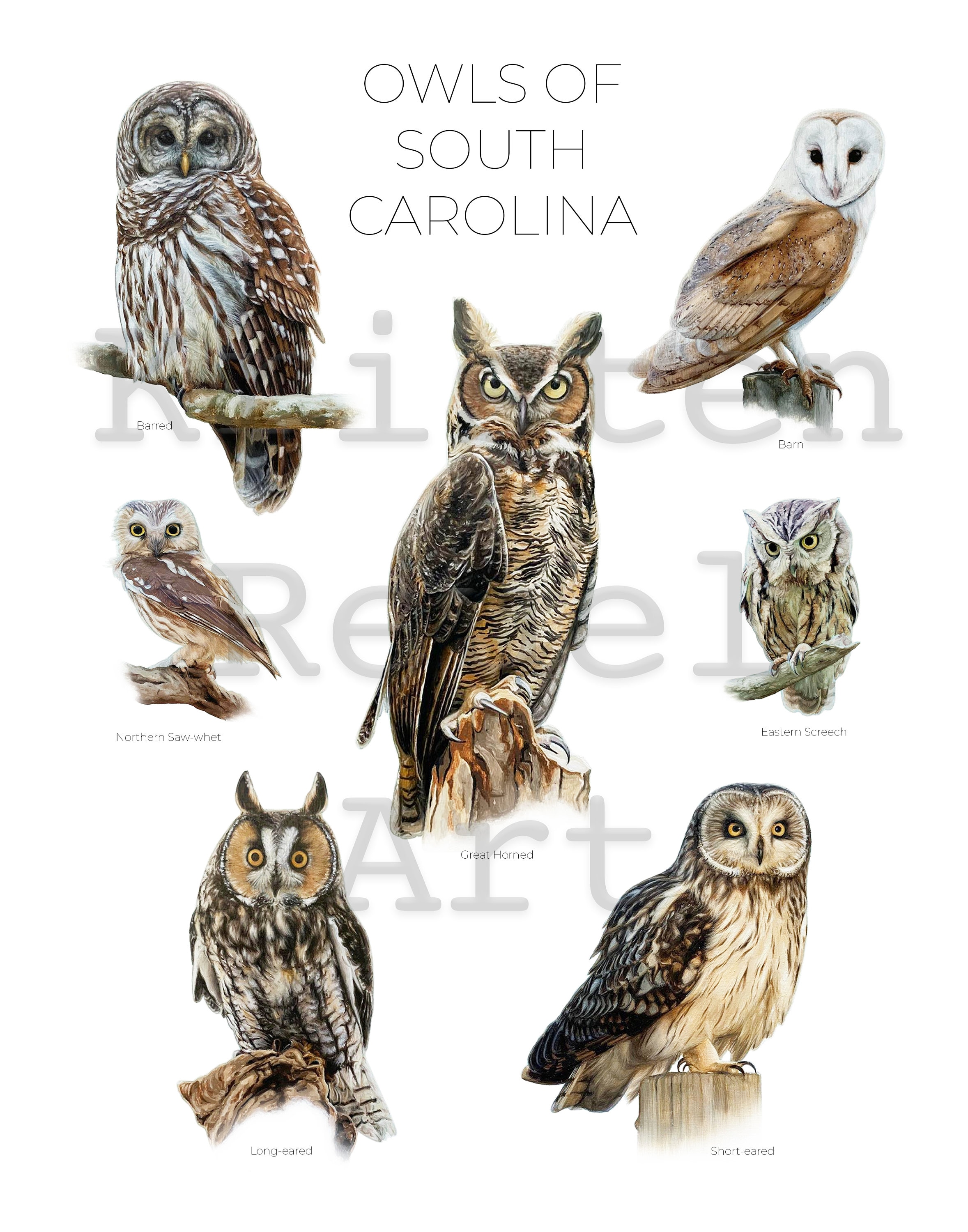 Owls of South Carolina Print of 7 Owl Oil Paintings Etsy