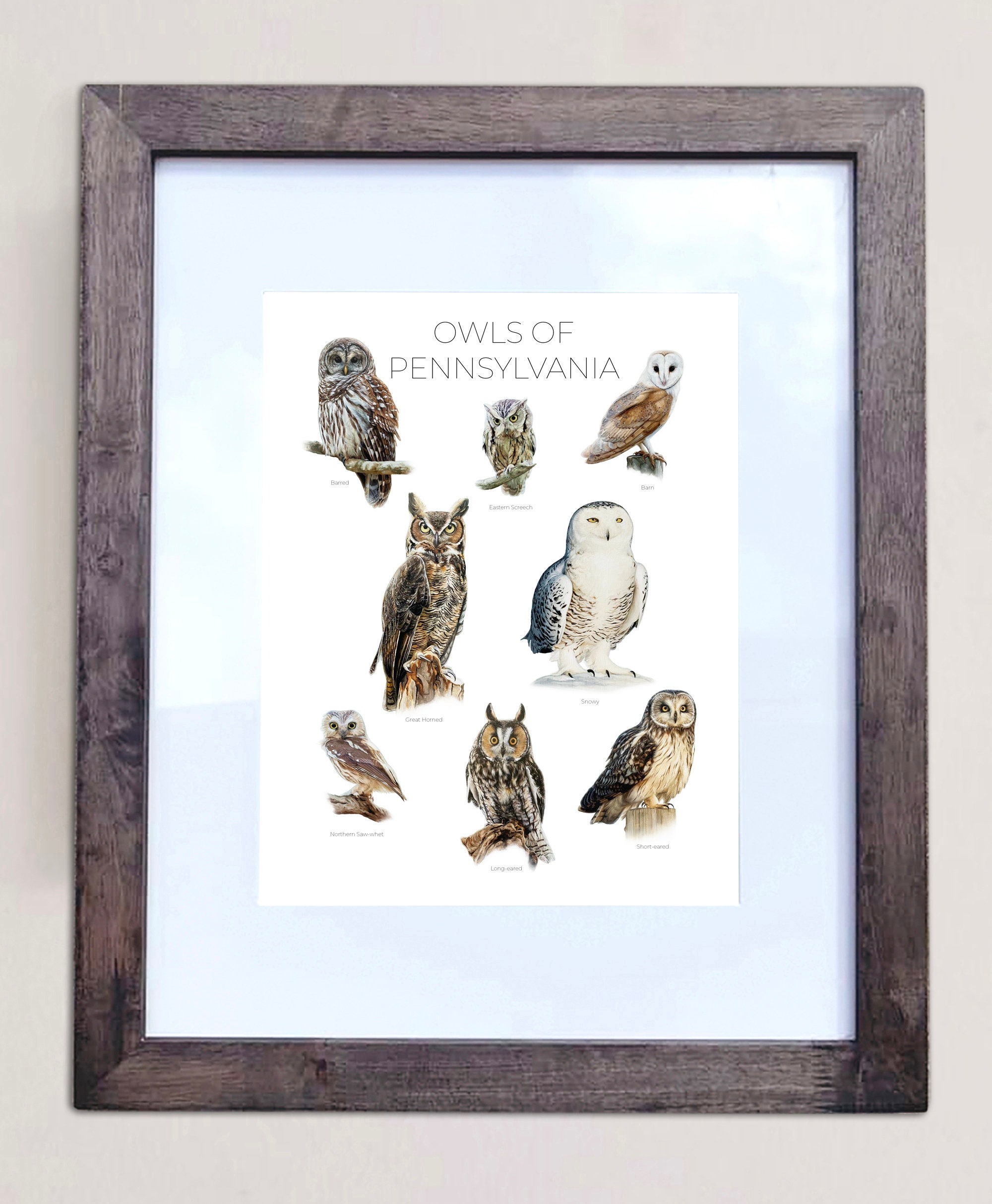 Owls of Pennsylvania- Print of 8 Owl Oil Paintings - Etsy