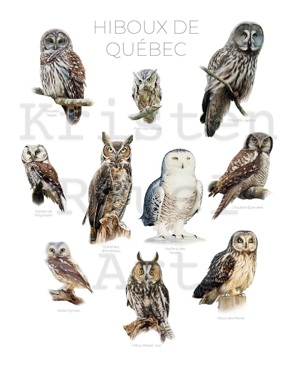 Chouettes du Québec - Impression de 10 peintures à l'huile de