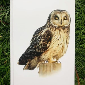 Hibou des marais - Lot de 6 - 5 x 7 pouces cartes de voeux