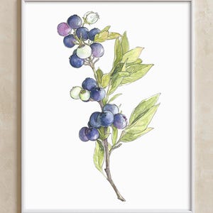 Heidelbeerzweig Fine Art Print von Aquarell Malerei