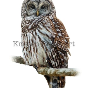 May include: A brown and grey barred owl with yellow eyes perched on a branch. The owl is looking directly at the viewer.
