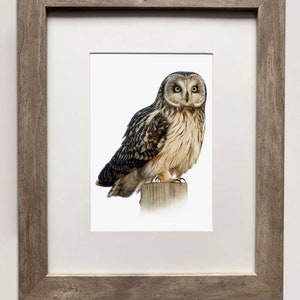 Short-Eared Owl- Detailed Print of Oil Painting
