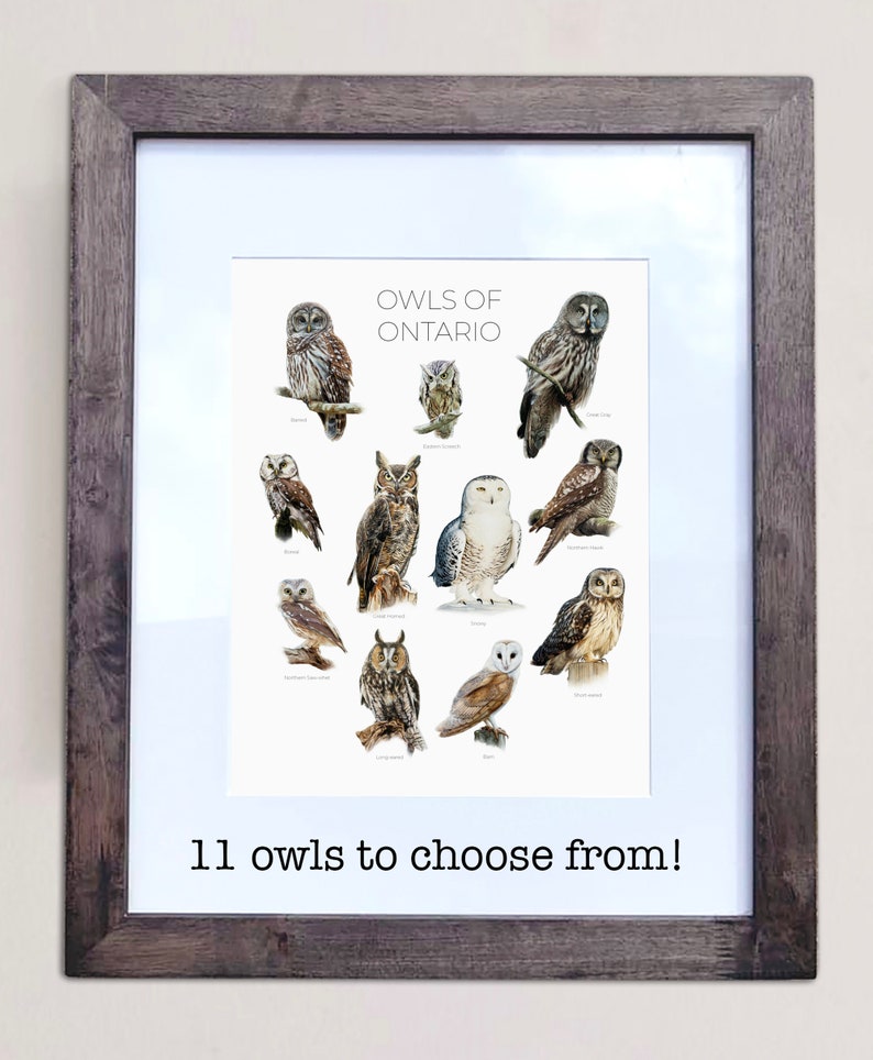 May include: A framed print with a white background featuring illustrations of 11 different owl species native to Ontario, Canada. The title of the print is "Owls of Ontario". The text "11 owls to choose from!" is printed below the illustrations.