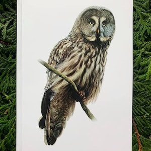 Chouette lapone - Lot de 6 - 5 x 7 pouces cartes de voeux