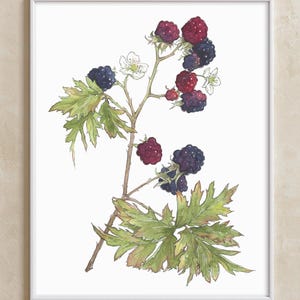 Blackberry Sprig - Fine Art Print of Watercolor Painting