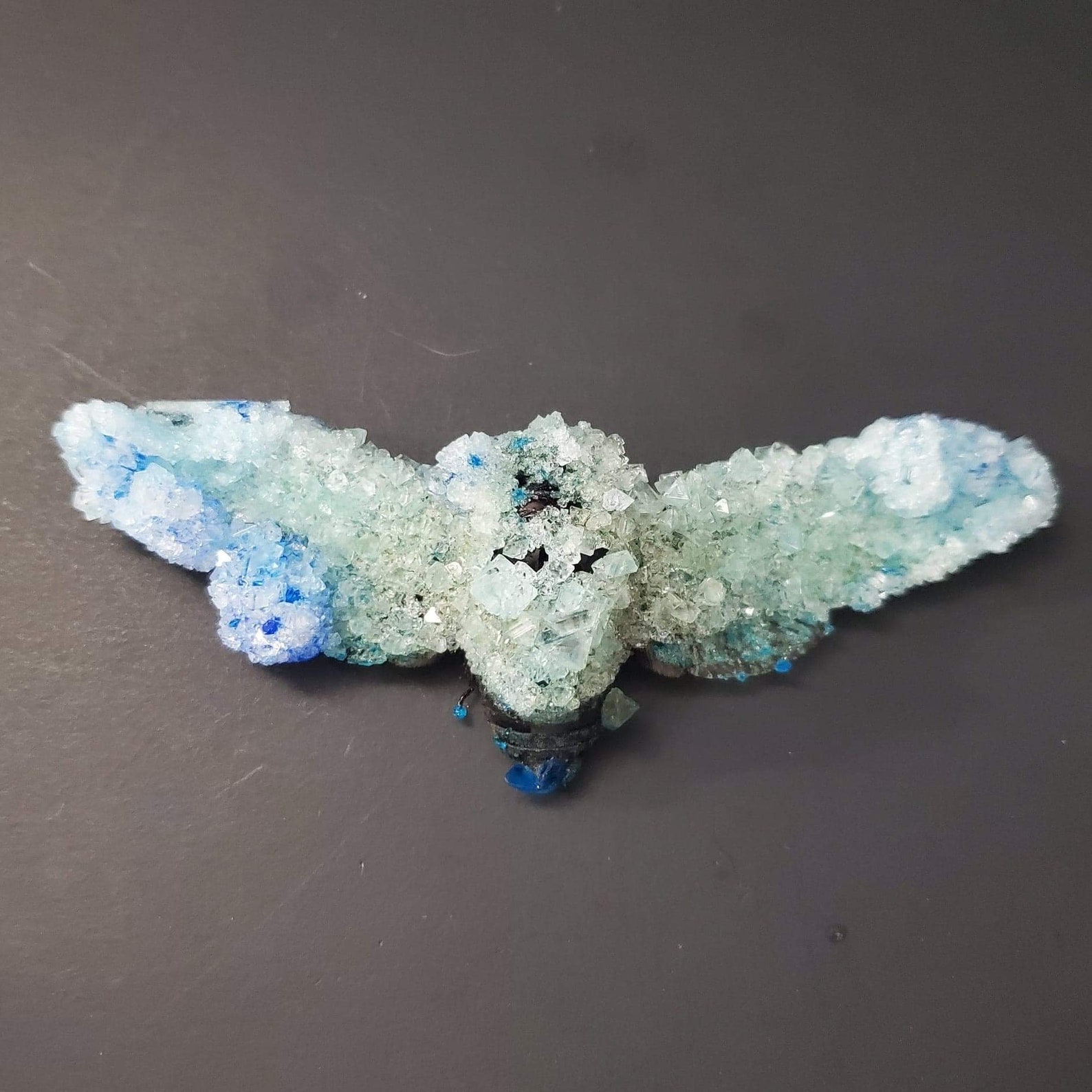 Crystallized Insect Crystallized Cicada Crystals Insect Etsy