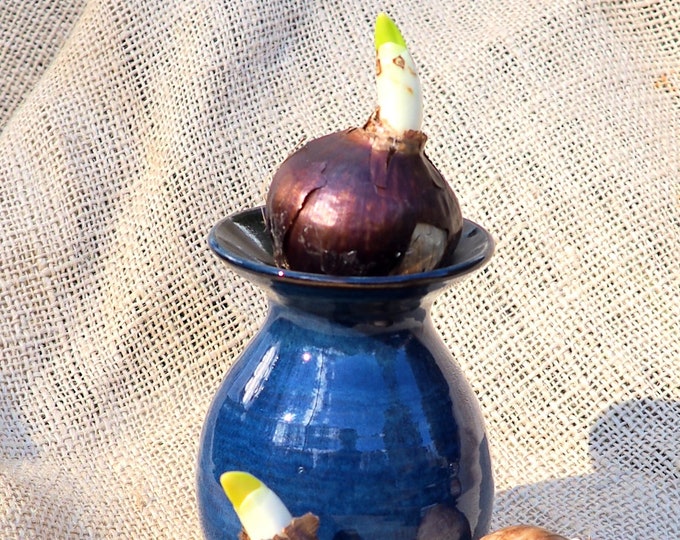 Bulb Forcing Vase With Bulb Option Etsy