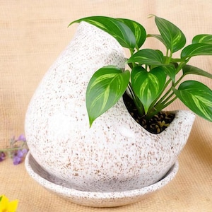May include: A white ceramic planter with a speckled brown pattern and a teardrop-shaped silhouette. The planter features a wide opening on one side and sits on a matching circular saucer. A green plant with variegated leaves grows inside.