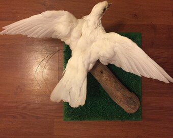 White Dove Taxidermy wall mount