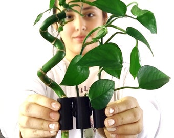 May include: A vibrant green lucky bamboo plant with a spiraled stalk and lush leaves. The plant is held in a black plastic holder, showcasing its fresh, natural appearance. The plant is a popular choice for home decor.