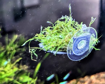 Suction cup aquarium moss ledge for betta fish and shrimp tanks