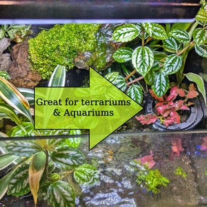 May include: A terrarium with various plants, including green and white striped leaves, red-tinged leaves, and lush green moss. The image includes the text "Great for terrariums & Aquariums" in a green arrow.