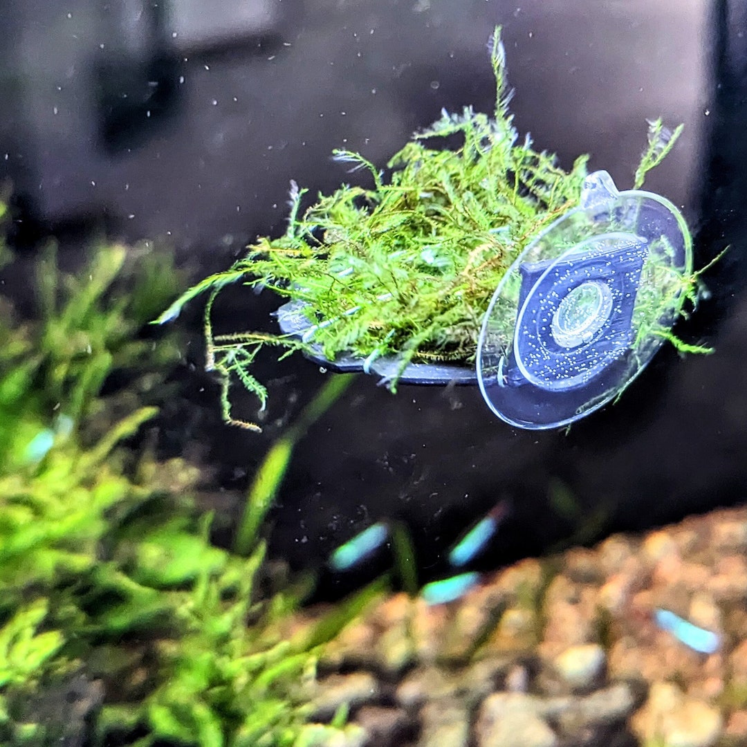 Suction Cup Aquarium Moss Ledge for Betta Fish and Shrimp Tanks Etsy