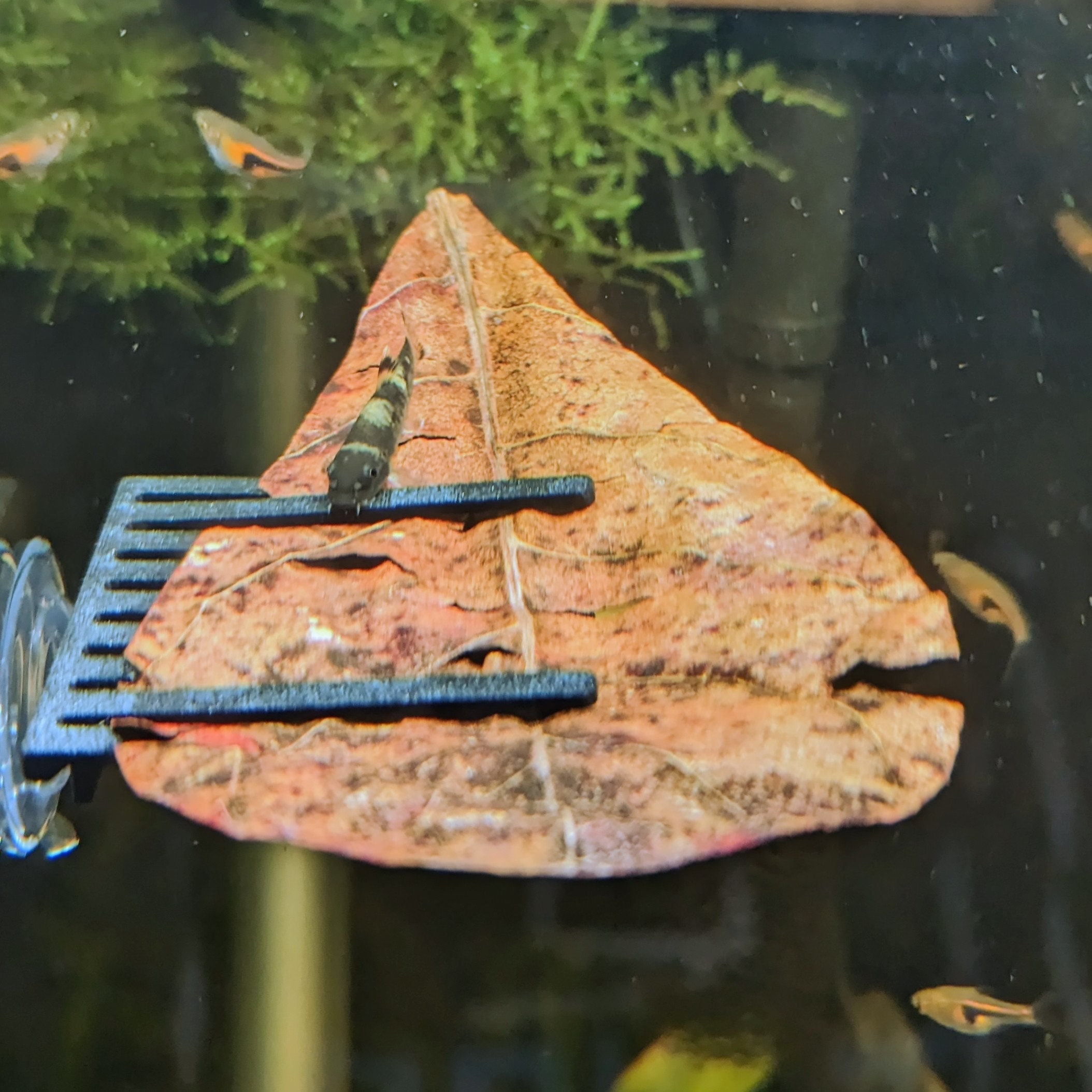 Betta Fish Tank Decor 