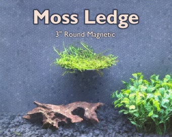 May include: A 3" round magnetic moss ledge for aquariums. The ledge is attached to the glass of the aquarium and has a bed of green moss growing on it.