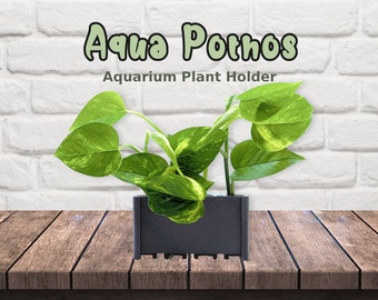 Aqua Pothos aquarium plant holder