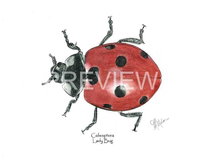 Color Charcoal Home Decor Bug Art Instant Digital Download Drawings Ladybug Print