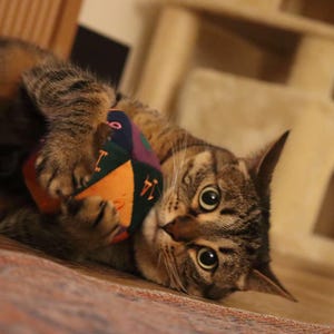 May include: A tabby cat is lying on a wooden surface, playfully holding a colorful, geometric toy. The cat's wide eyes and focused expression suggest it is enjoying playtime. The toy has orange, green, purple, and blue sections.