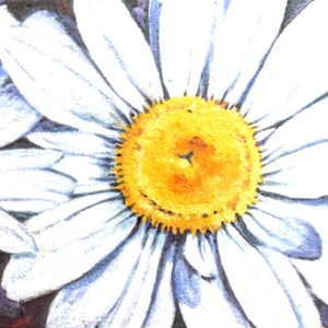 Daisy, tarjeta de flores, flor blanca, jardín de la casa, tarjetas de Irlanda, arte irlandés, pintura original, tarjetas de arte, tarjeta de cumpleaños, amistad,