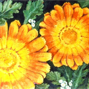 Goudsbloem, cottage bloemen, oranje bloem, bloemen, tuinman gift, geschenk voor de tuinman, bloem print, oranje afdrukken, kaarten uit Ierland