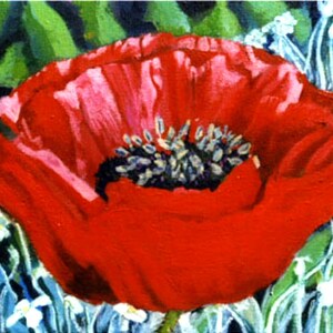 Klaproos, rode bloemplaat, Ierse platteland, Ierland, gift card, bloemen, bloem print, keuken decor print, papavers, rood, kaarten van Ierland