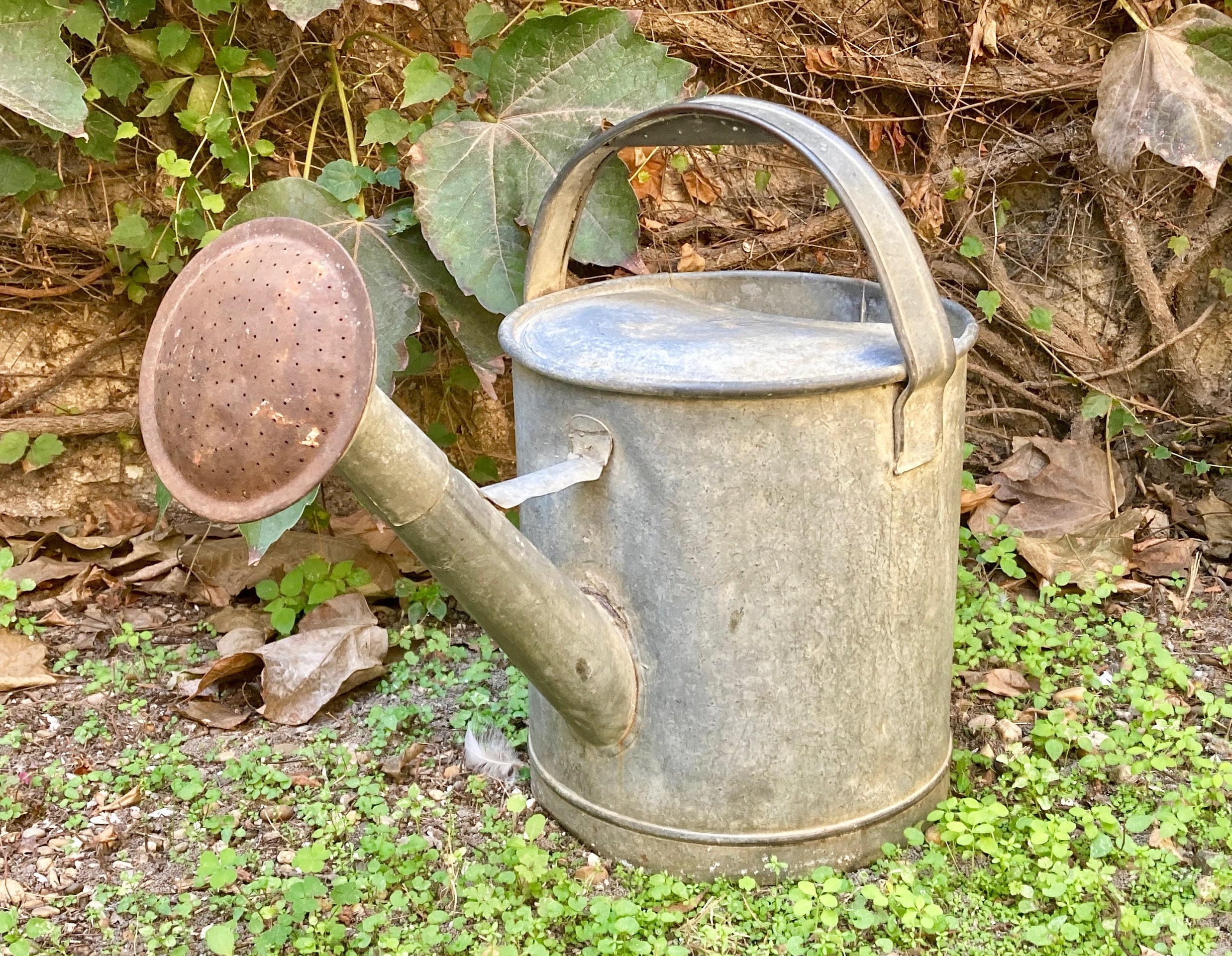 Zinc Watering Can With Pear Old French Antique Zinc Watering Can