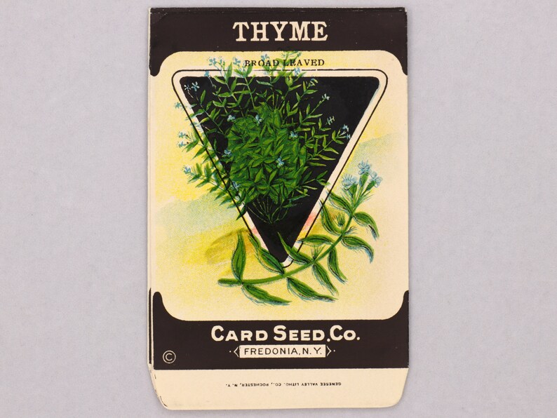 HERBS Sweet Marjoram Thyme Summer Savor 1920s Etsy
