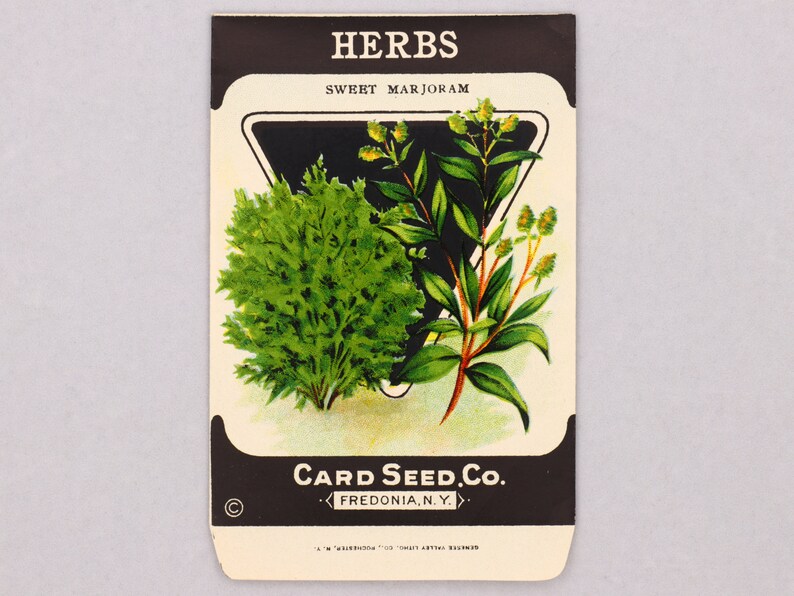 HERBS Sweet Marjoram Thyme Summer Savor 1920s Etsy