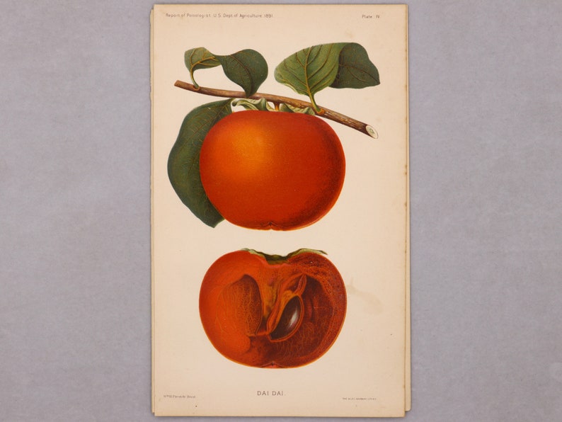 vintage kitchen decor unique wall art restaurant decor prints for framing DaiDai bitter orange antique lithograph print Original print.