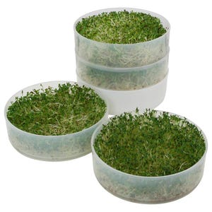 May include: Four clear plastic containers with lids filled with sprouted green microgreens. The containers are stacked on top of each other.