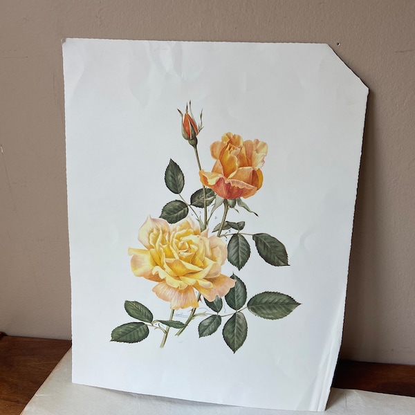 Vintage Book Plate, 12" X 15" Floral Lithograph, Botanical Artwork, Yellow Rose, Flower Painting, Friendship rose, Frameable Artwork,