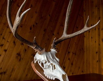 Deer Skull Hanger/Pedestal for European Mounts