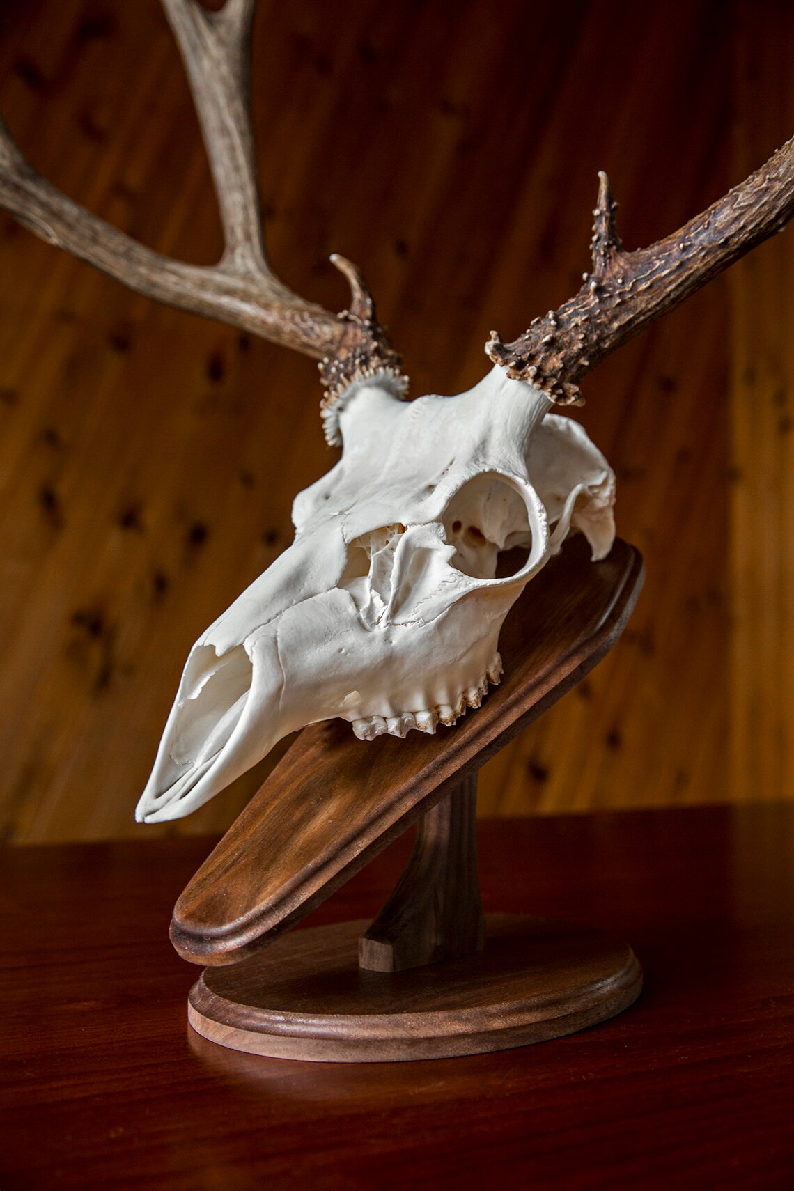 Template for DIY European Mount Deer Skull Plaque Etsy