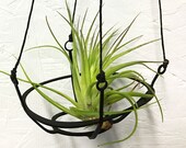 MODERN Metal Hanging Air Plant Holder
