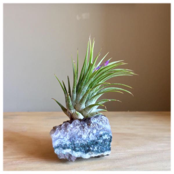 Vibrant Amethyst Air Plant Crystal Cluster, Natural, Organic, One of a kind, Birthday Gift, Holiday Gift, Unique, Healing, Thank You Gift