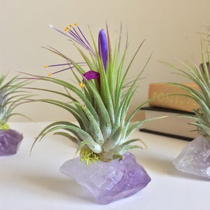 Amethyst Air Plant Crystal, Birthday Gift, Under 20, One of a Kind Gift, Unique Boho Decor, Holiday Gift, Air Plant, Organic