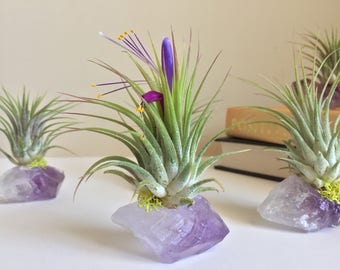 Amethyst Air Plant Crystal, Birthday Gift, Under 20, One of a Kind Gift, Unique Boho Decor, Office Gift, Crystal Cluster, Air Plant