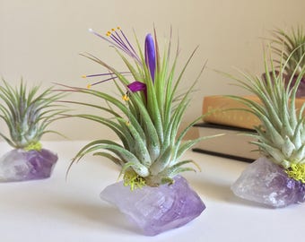 Amethyst Air Plant Crystal, Birthday Gift, Under 20, One of a Kind Gift, Unique Boho Decor, Holiday Gift, Air Plant, Organic