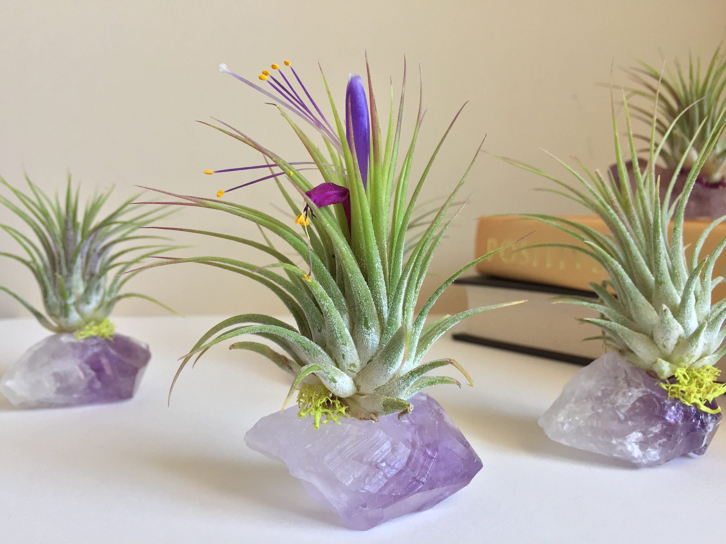 Amethyst Air Plant Crystal, Birthday Gift, Under 20, One of a Kind Gi…
